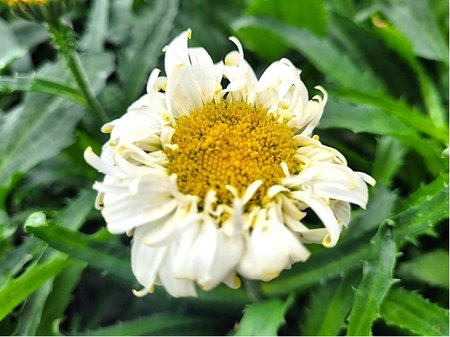 Kopretina - Leucanthemum sup. REAL DREAM� - sv. �lut�