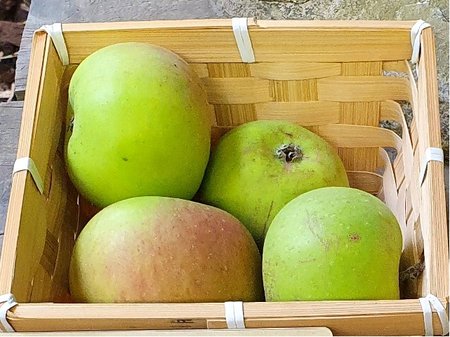 Jablo� BLENHEIMSK� RENETA - podno� A2 v kontejneru