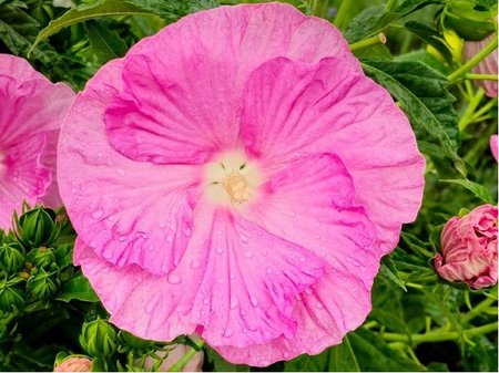 Americk� velkokv�t� ibi�ek PINK WHEEL - r��ov� s b�l�m st�edem