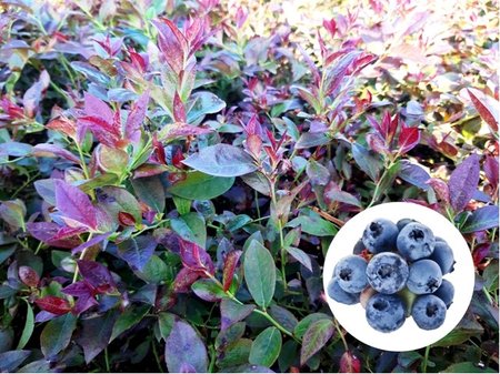 Ob�� kanadsk� bor�vka CABERNET SPLASH - �ervenolist�
