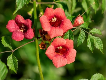 Truba� pop�nav� -  Campsis radicans GABOR - �erven�