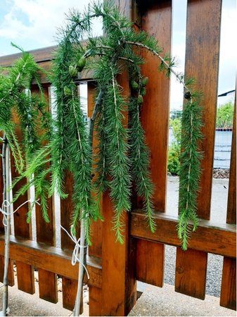 Mod��n opadav� - Larix decidua PENDULA - kmen 120cm