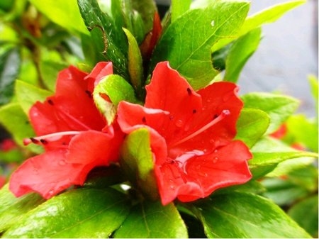 Azalka japonsk� GEISHA ORANGE - oran�ov�, C 2 l