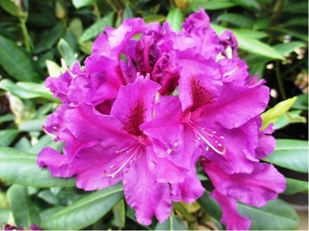 Rhododendron AZURRO - fialov�, C 1,3 l