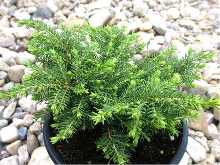 Smrk ztepil� - Picea abies LITTLE GEM, C 2 l