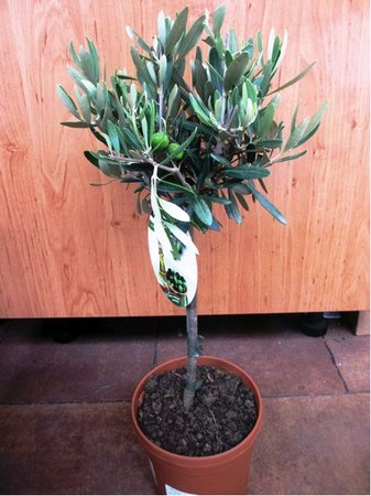 Olivovn�k - stromek, v��ka 45 - 50cm