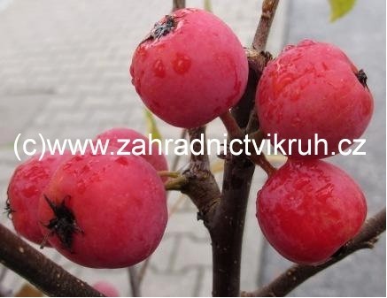 Okrasn� jablo� RED SENTINEL v kontejneru, kmen 120 cm