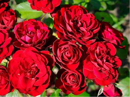 R��e Kordes BORDEAUX� - polyantka, �erven�, C 2 l