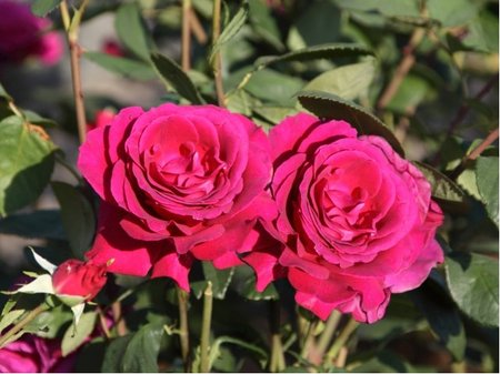 R��e Kordes F�R ELISE� - polyantka, tmav� r��ov� C 2 l
