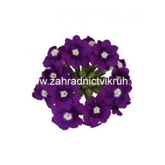 Spor�� argentinsk� - Verbena bonariensis, C 1,4 l
