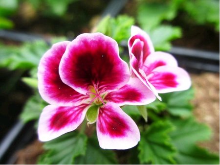 Mu�k�t anglick� pac� Angeleyes� Randy - b�l� s purpurov�m st�edem