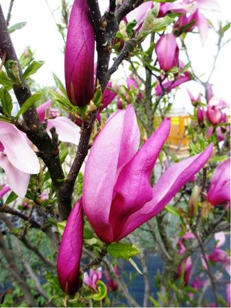 Magnolie SUSAN - r��ov�, C 1 l