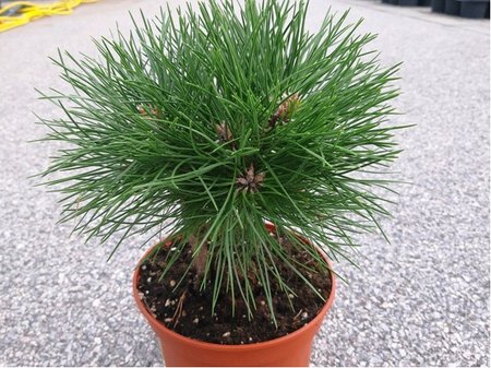 Borovice �ern� - Pinus nigra BAMBINO�, C 2 l