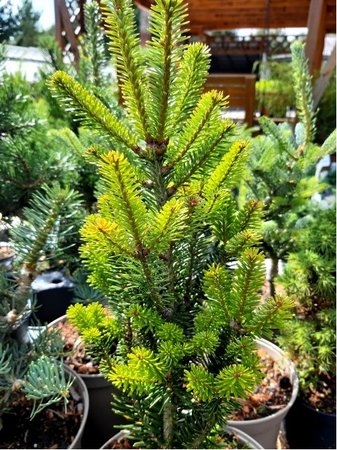 Jedle b�lokor� - Abies alba PYRAMIDALIS, C 5 l