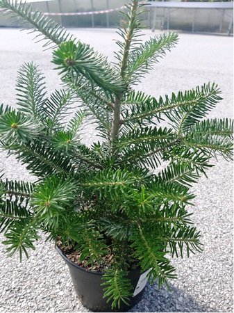 Jedle korejsk� - Abies koreana, C 3 l