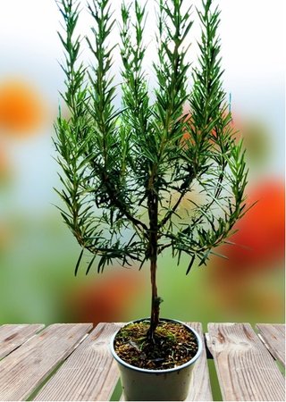 Rozmar�n l�ka�sk� - stromek, v��ka 40 - 50cm