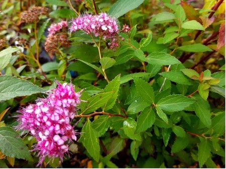 Tavoln�k - Spiraea bumalda DART�S RED, C 1 l
