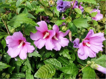 Ibi�ek syrsk� RUSSIAN VIOLET - r��ov� s tmav�m st�edem, C 3 l