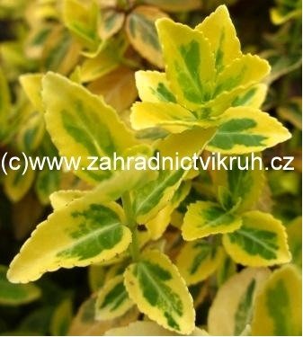 Brlsen japonsk� - Euonymus jap. SUSAN