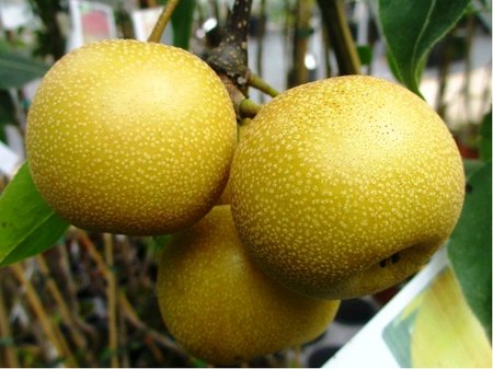 Hru�e� asijsk� CHOJURO - podno� hr. semen�� v kontejneru