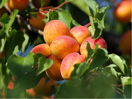 Meru�ka VELBORA - podno� Ryngle zelen� v kontejneru