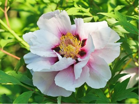 Pivo�ka polod�evit� CORA LOUISE - b�l� s fialov�m st�edem