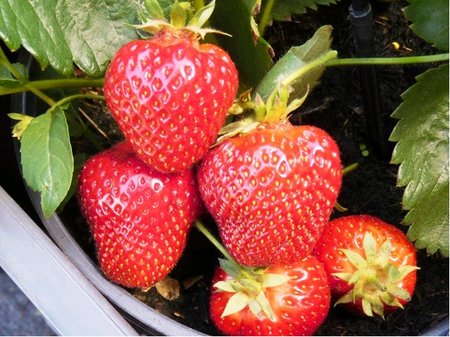 Jahodn�k ROMINA 6 ks - ran�, frigo sadba