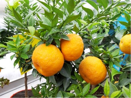 Pomeran�ovn�k CHINOTTO v kv�tin��i P15