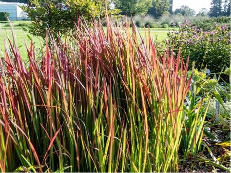 Imperata v�lcovit� - Imperata cylindrica RED BARON