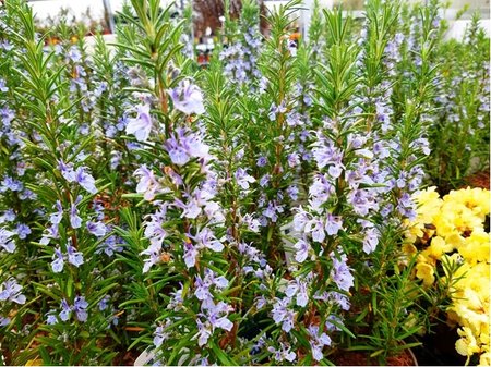 Rozmar�n l�ka�sk� - Rosmarinus officinalis, P14