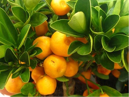 Citrus CALAMONDIN v kv�tin��i P15