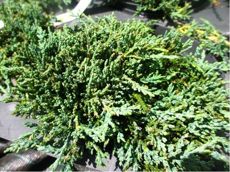 Jalovec pol�hav� - Juniperus hor. ICE BLUE�