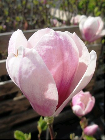 Magnolie soulangeana - r��ov�, C 2,5 l