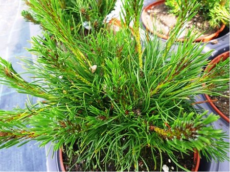 Borovice kle� - Pinus mugo var. pumilio, C 2 l