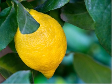 Citron�k FEMMINELLO SIRACUSANO - ��zkovan�