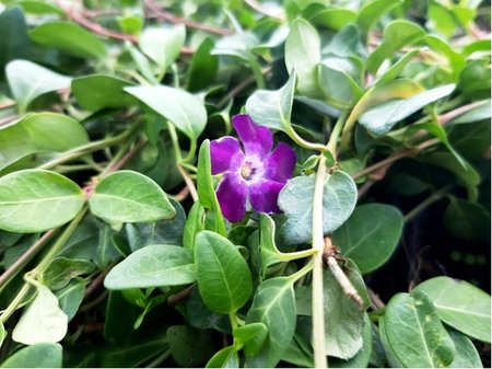 Barv�nek men�� - Vinca minor ATROPURPUREA