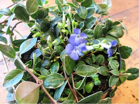 Barv�nek men�� - Vinca minor BOWLES