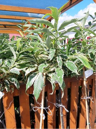 Ka�tanovn�k jedl� VARIEGATA - kmen 100-120 cm
