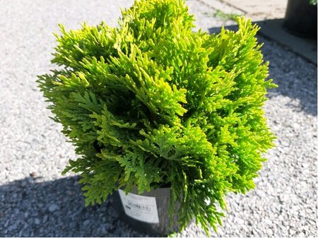 Thuja occidentalis MIRJAM�, C 2 l