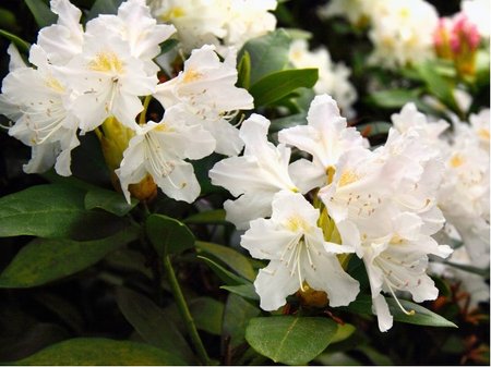 Rhododendron CUNNINGHAMS WHITE - b�l�