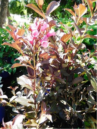 Weigela florida ALEXANDRA� - syt� r��ov�, C 3 l