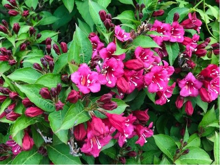 Weigela florida NEWPORT RED - �erven�, C 1,4 l