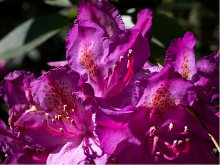 Rhododendron POLARNACHT - purpurov�