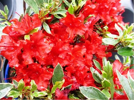 Azalka japonsk� - HOT SHOT VARIEGATED - �erven�, C 2 l