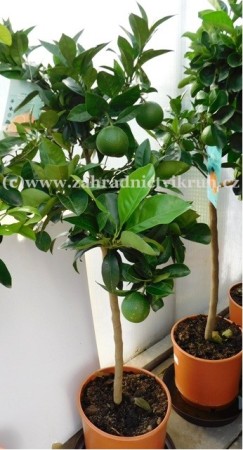 Pomeran�ovn�k ARANCIO v kv�tin��i P22