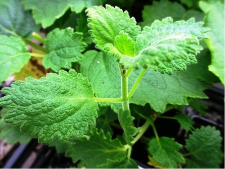 Ch�ipkovn�k  - Plectranthus spp.