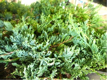 Jalovec pol�hav� - Juniperus hor. WILTONII