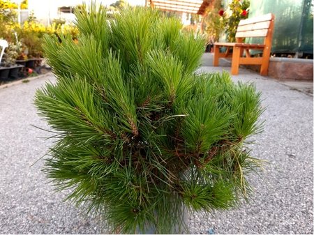Borovice �ern� - Pinus nigra BREPO�, C 5 l