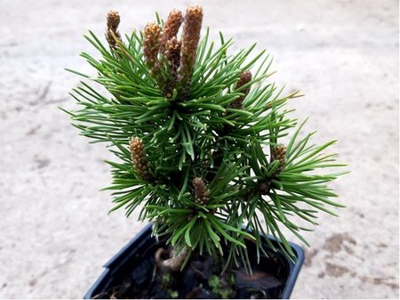 Borovice kle� - Pinus mugo MOPS