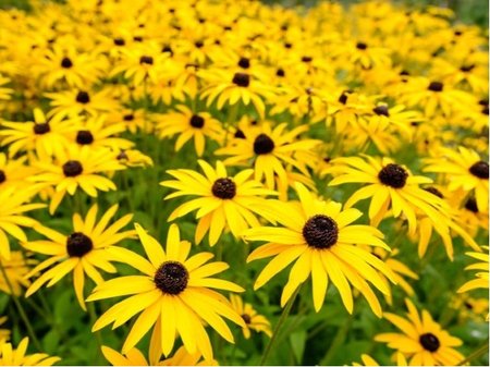 T�apatka z��iv� - Rudbeckia fulg. GOLDSTRUM, C 1,4 l